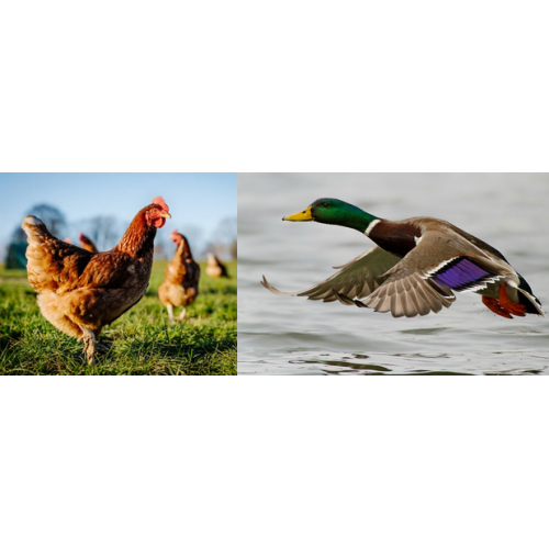 Recette Canard et Poulet - Canipro