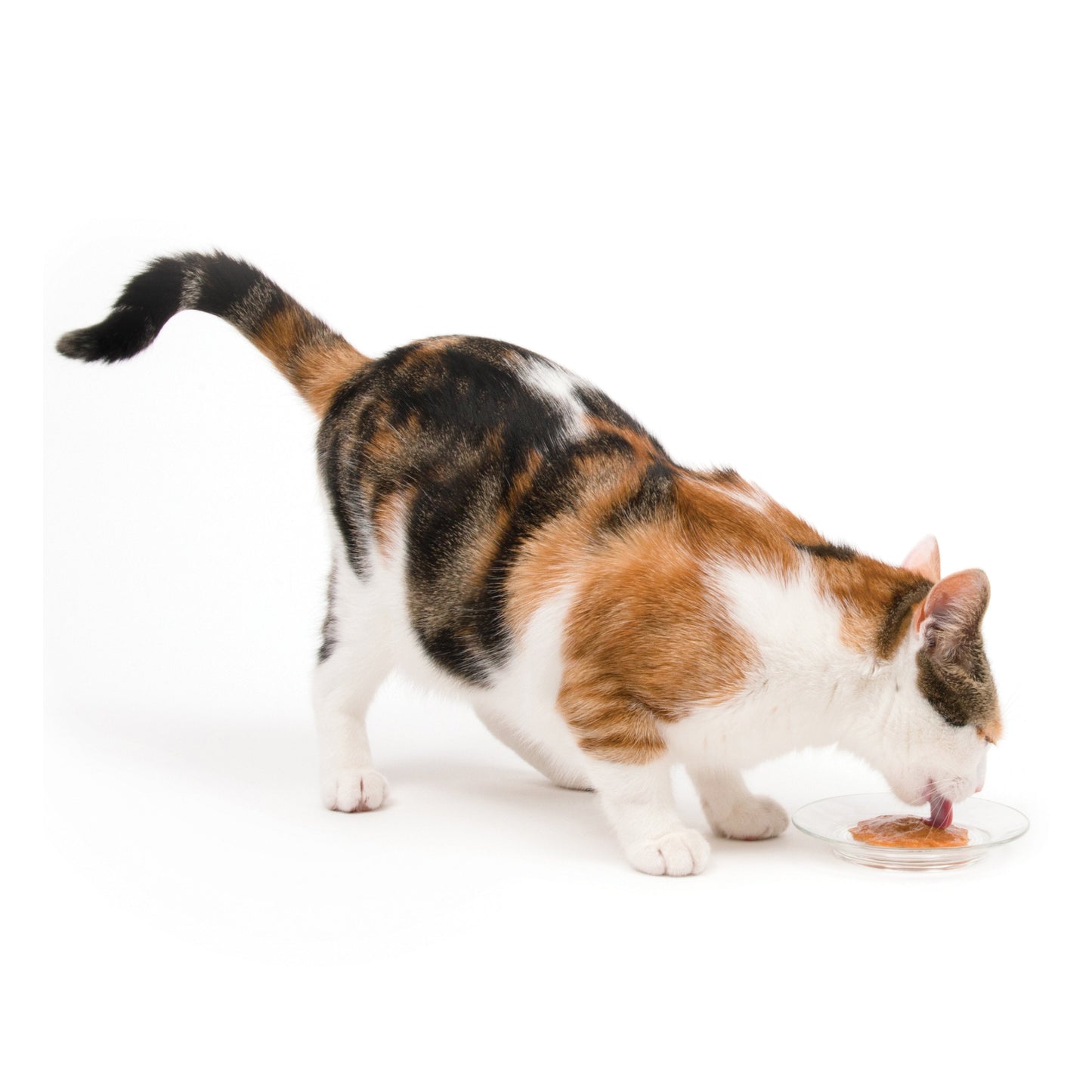 LIQUIDATION Régal Creamy au saumon - Catit