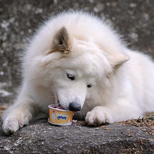 Yogourt glacé au bleuet - Frozen Goat