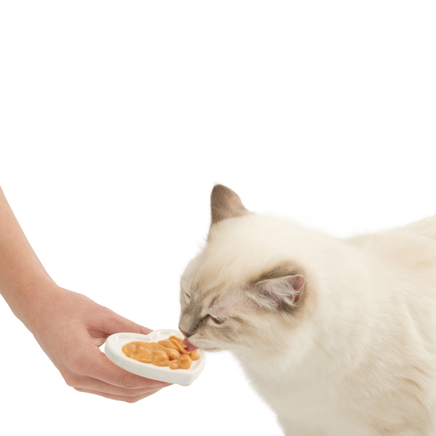Régal Creamy saveurs mélangées - Catit